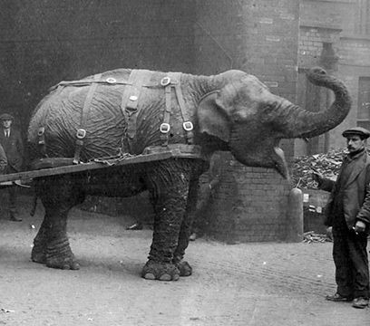 From Pit Ponies to Elephants: Animals of Britain’s WWI Home Front